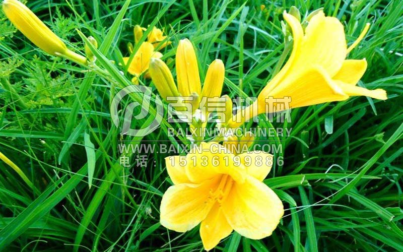 黄花菜热泵烘干机